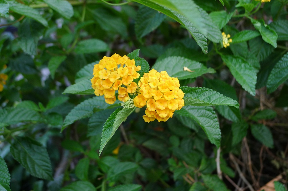 黃花馬纓丹。 圖:台北市工務局/提供 黃花馬纓丹。 圖:台北市工務局/提供