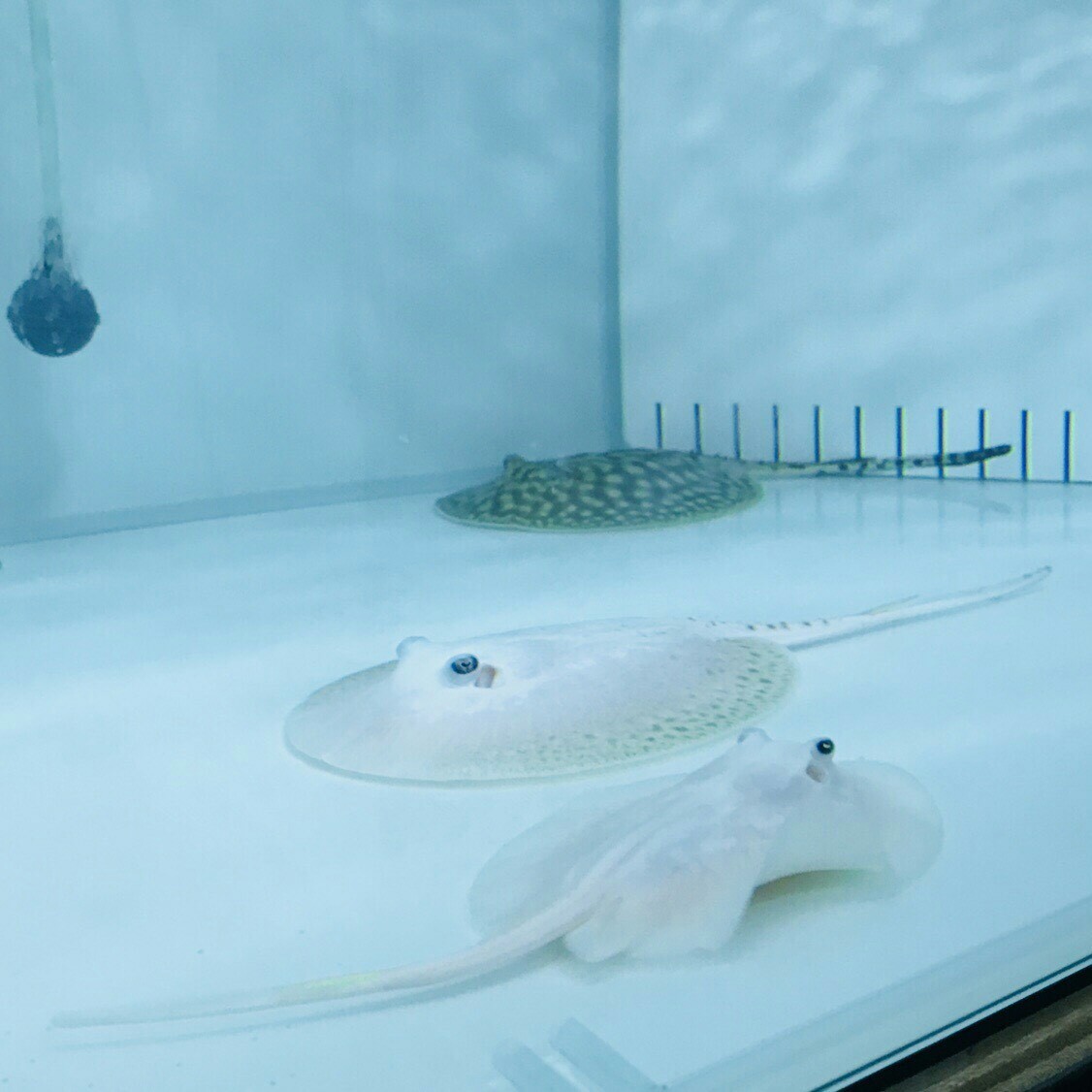 正大啖白蝦及泥鰍大餐的黑帝王珍稀白魟魚。