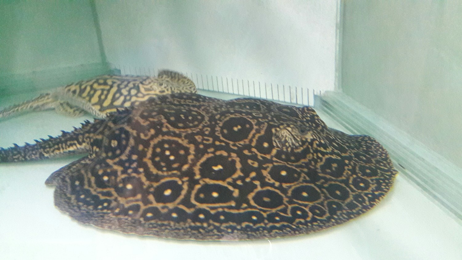正大啖白蝦及泥鰍大餐的黑帝王珍稀白魟魚。