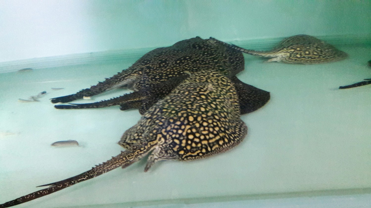 正大啖白蝦及泥鰍大餐的黑帝王珍稀白魟魚。