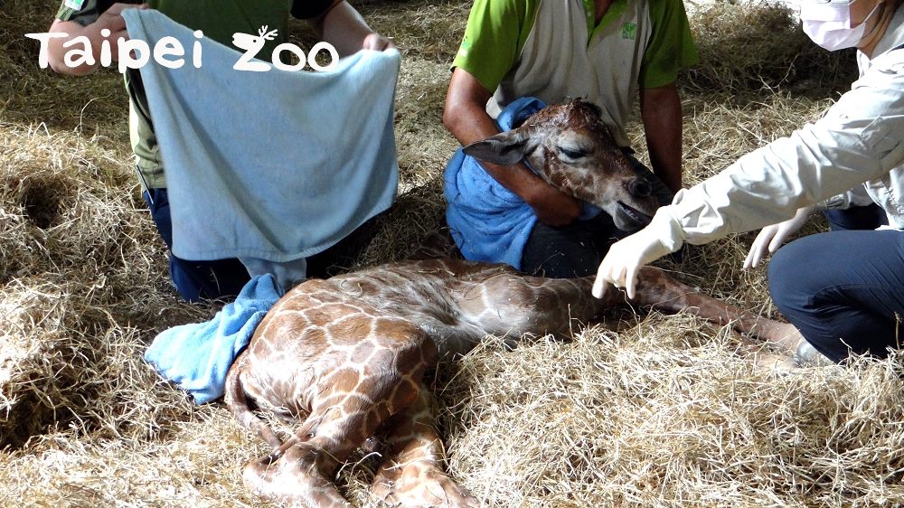 北市動物園於14日上午約10點50分左右,長頸鹿「小麥」辛苦誕下一隻雄性的寶寶,過程相當驚險。 圖:台北市動物園提供 北市動物園於14日上午約10點50分左右,長頸鹿「小麥」辛苦誕下一隻雄性的寶寶,過程相當驚險。 圖:台北市動物園提供