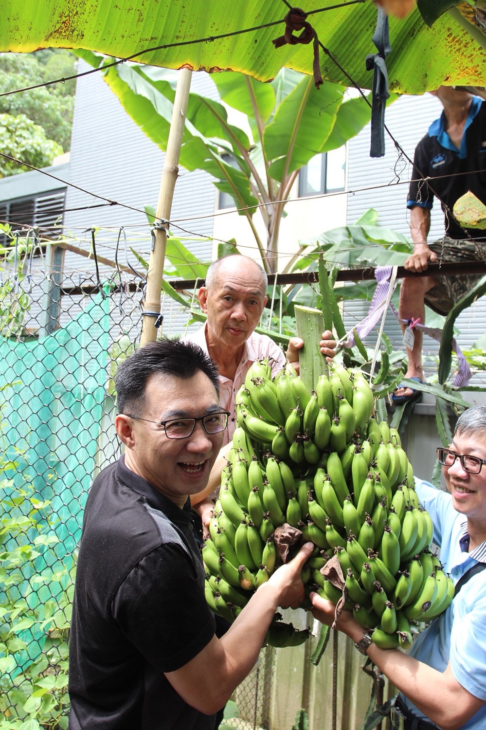 江啟臣笑稱自己第一次採香蕉就採到5芎的。 圖:江啟臣辦公室/提供 江啟臣笑稱自己第一次採香蕉就採到5芎的。 圖:江啟臣辦公室/提供
