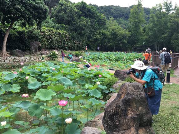至德園公園為民國84年國立故宮博物院美化園區四周,又名為臨溪公園,中國園林風格及荷花池為整座公園最大之特色。 圖:台北市工務局提供 至德園公園為民國84年國立故宮博物院美化園區四周,又名為臨溪公園,中國園林風格及荷花池為整座公園最大之特色。 圖:台北市工務局提供