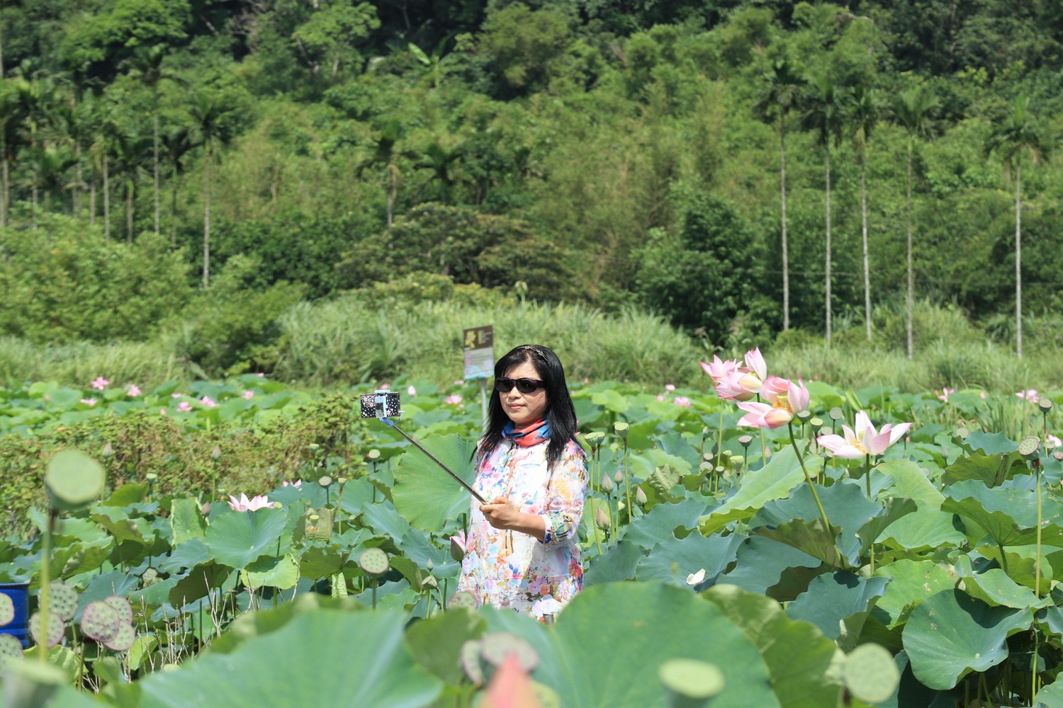 雙溪區上林里荷花園位於台2丙線16.3公里處,7.5公頃荷花田於每年7月前後盛開。 圖:新北市農業局/提供 雙溪區上林里荷花園位於台2丙線16.3公里處,7.5公頃荷花田於每年7月前後盛開。 圖:新北市農業局/提供