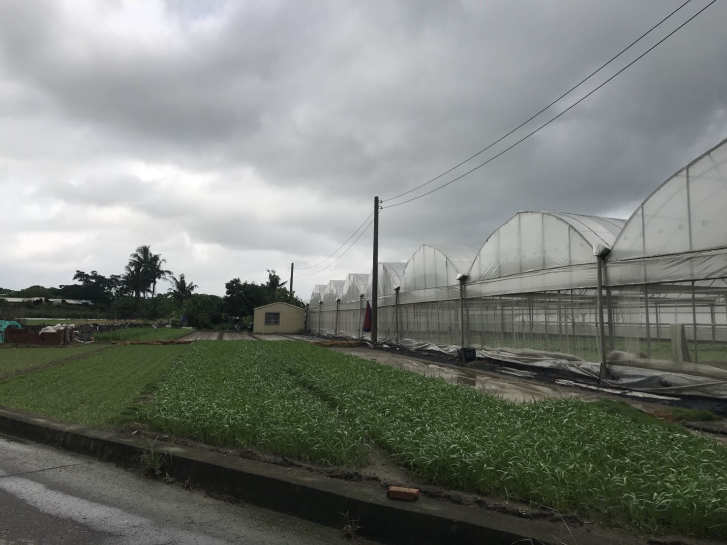 高雄市農業局指出,受到連續降雨影響,為避免影響田間排水,木瓜、番石榴等果樹,需注意清除田間殘枝落果。 圖:高雄市農業局/提供 高雄市農業局指出,受到連續降雨影響,為避免影響田間排水,木瓜、番石榴等果樹,需注意清除田間殘枝落果。 圖:高雄市農業局/提供