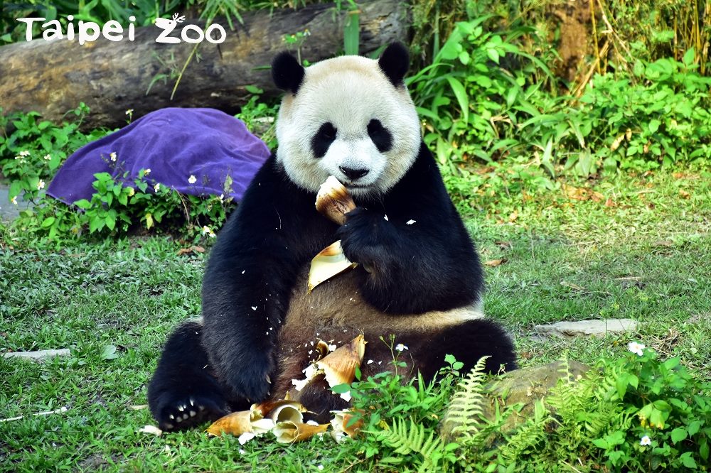 大貓熊「圓仔」的生日剛好落在暑假期間,台北市立動物園也規劃在7月6日(星期五)上午10:00-12:00,於大貓熊館1樓舉辦。 圖 :台北市動物園提供 大貓熊「圓仔」的生日剛好落在暑假期間,台北市立動物園也規劃在7月6日(星期五)上午10:00-12:00,於大貓熊館1樓舉辦。 圖 :台北市動物園提供