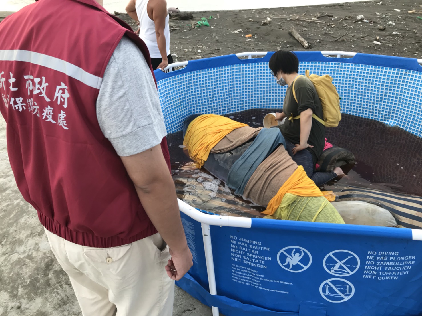 持續18小時的救援後,成功將一頭抹香鯨野放,但仍有兩頭抹香鯨不幸死亡。 圖:動保處提供 持續18小時的救援後,成功將一頭抹香鯨野放,但仍有兩頭抹香鯨不幸死亡。 圖:動保處提供