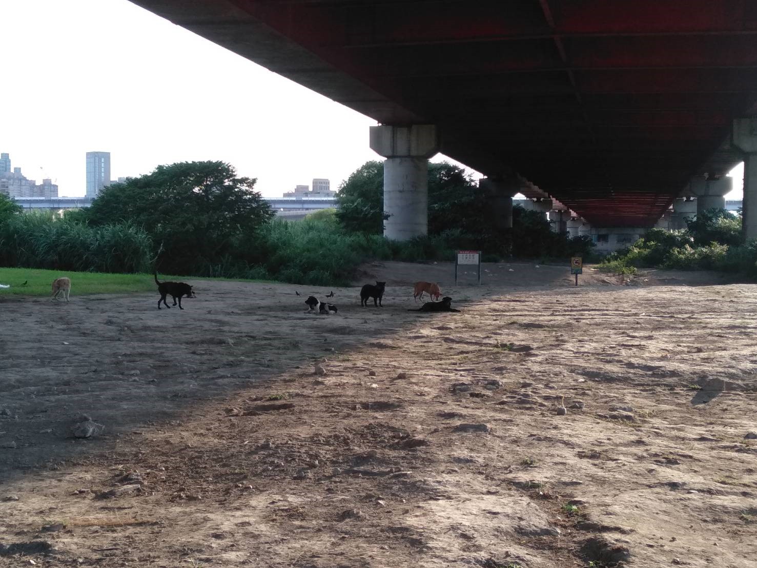 華江周邊河濱公園犬群聚集。 圖:台北市政府提供 華江周邊河濱公園犬群聚集。 圖:台北市政府提供