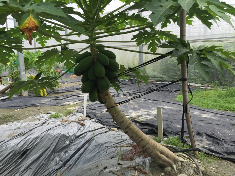 木瓜等高莖作物應立支柱固定植株。 圖 : 高雄農改場/提供 木瓜等高莖作物應立支柱固定植株。 圖 : 高雄農改場/提供