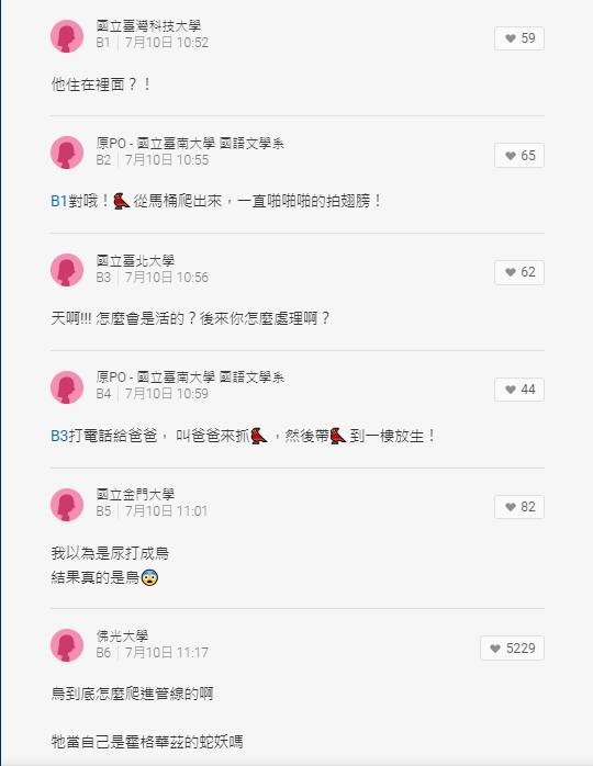 一名女大生在《Dcard》上表示,自己家中的馬桶出現一隻大黑鳥。 一名女大生在《Dcard》上表示,自己家中的馬桶出現一隻大黑鳥。