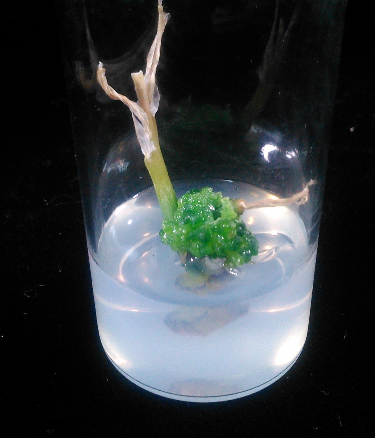 多肉植物外形多變且造型小巧可愛,受到許多人的喜愛,是忙碌的現代人居家或辦公室擺設的最佳紓壓良伴。 多肉植物外形多變且造型小巧可愛,受到許多人的喜愛,是忙碌的現代人居家或辦公室擺設的最佳紓壓良伴。