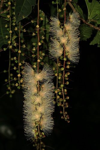 6至10月是穗花棋盤腳開花的季節,數十串的花序從枝梢葉腋懸垂而下,入夜後花苞依次開放,宛如夏夜的煙火。 圖:台北市工務局提供 6至10月是穗花棋盤腳開花的季節,數十串的花序從枝梢葉腋懸垂而下,入夜後花苞依次開放,宛如夏夜的煙火。 圖:台北市工務局提供