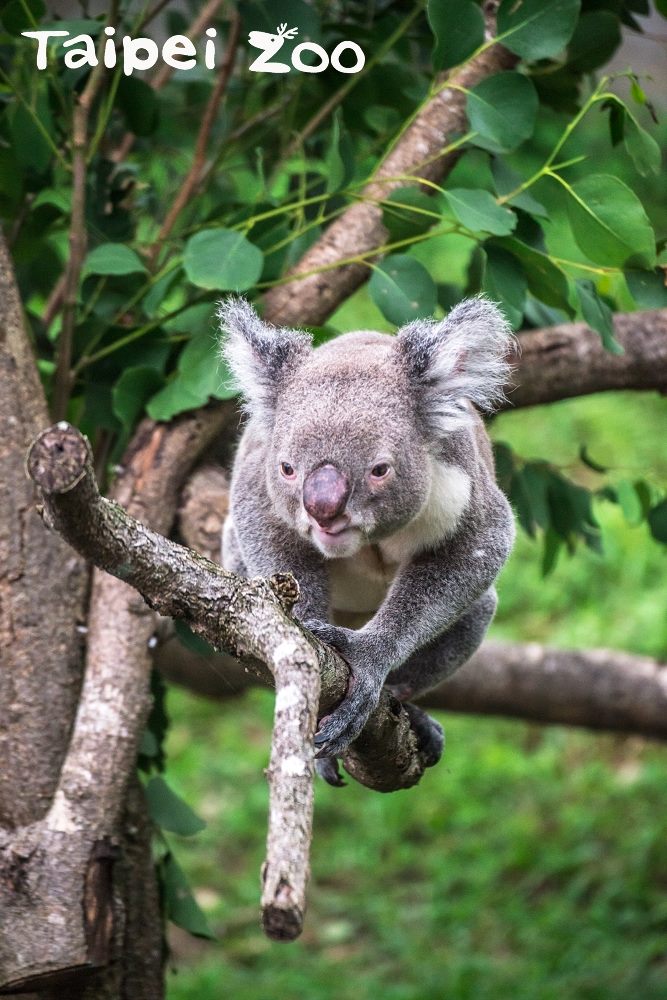 動物園說明,最近觀賞朋友看到無尾熊醒著的機會增加,主要因為現在正是無尾熊的繁殖期。 圖:台北市動物園提供 動物園說明,最近觀賞朋友看到無尾熊醒著的機會增加,主要因為現在正是無尾熊的繁殖期。 圖:台北市動物園提供
