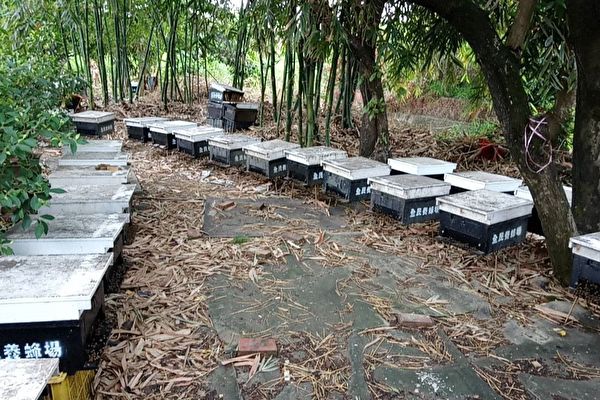 崗山地區有滿山遍野的龍眼樹，龍眼蜂蜜有「蜜中極品」美譽。