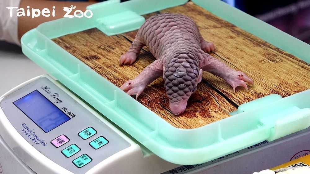 剛出生的「梧空」全身粉嫩、模樣超萌der! 圖:台北市動物園提供 剛出生的「梧空」全身粉嫩、模樣超萌der! 圖:台北市動物園提供