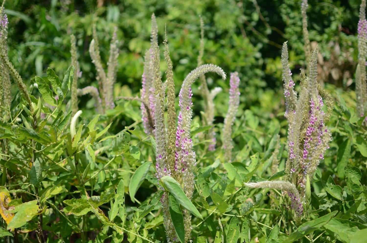 在夏季也開花的柳葉馬鞭草,淡紫色妝點了藥用植物園,因葉片狹長像柳葉,故名柳葉馬鞭草,常被誤認為薰衣草。 圖:台北市工務局提供 在夏季也開花的柳葉馬鞭草,淡紫色妝點了藥用植物園,因葉片狹長像柳葉,故名柳葉馬鞭草,常被誤認為薰衣草。 圖:台北市工務局提供