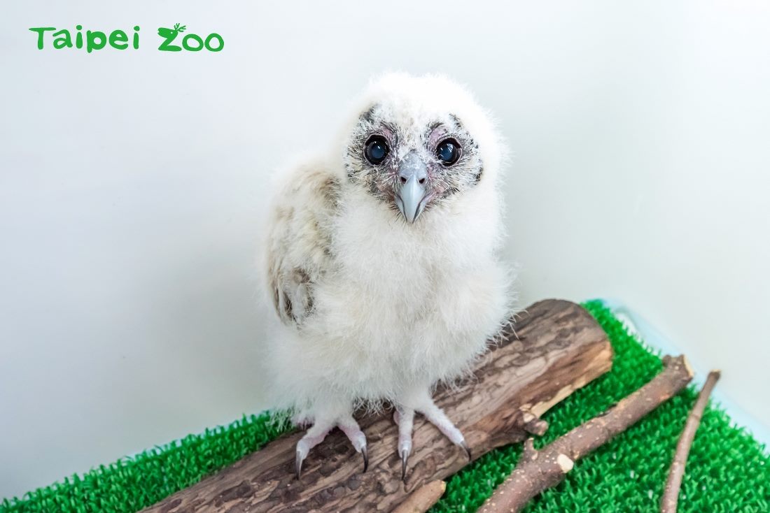 褐林鴞寶寶「雪寶」小時候的模樣Q萌可愛。 圖:台北市動物園提供 褐林鴞寶寶「雪寶」小時候的模樣Q萌可愛。 圖:台北市動物園提供