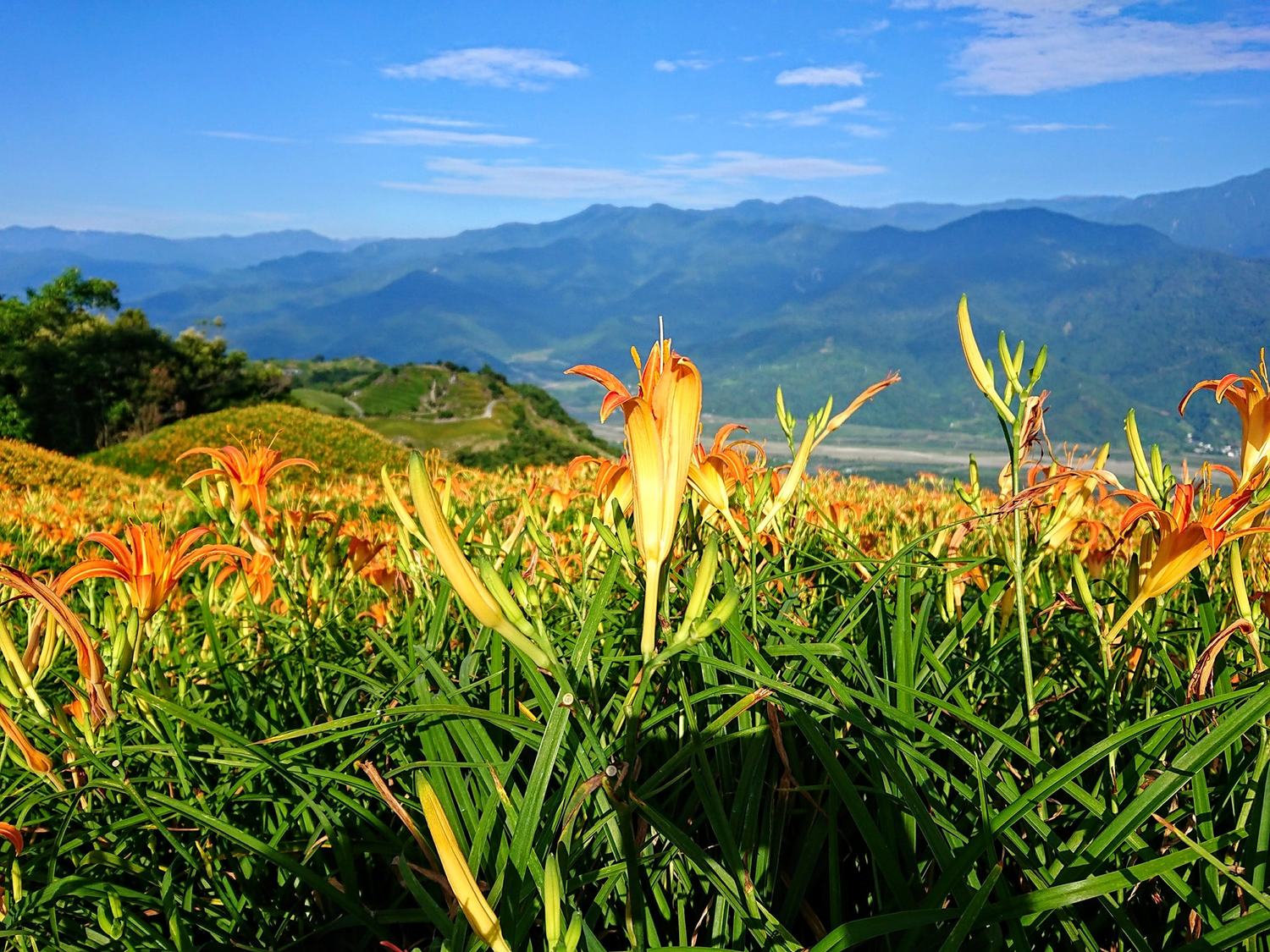 農會和旅遊業合作推出「富麗自然go-六十石山金針賞花遊」行程。 圖:翻攝自花蓮縣富里鄉農會臉書 農會和旅遊業合作推出「富麗自然go-六十石山金針賞花遊」行程。 圖:翻攝自花蓮縣富里鄉農會臉書