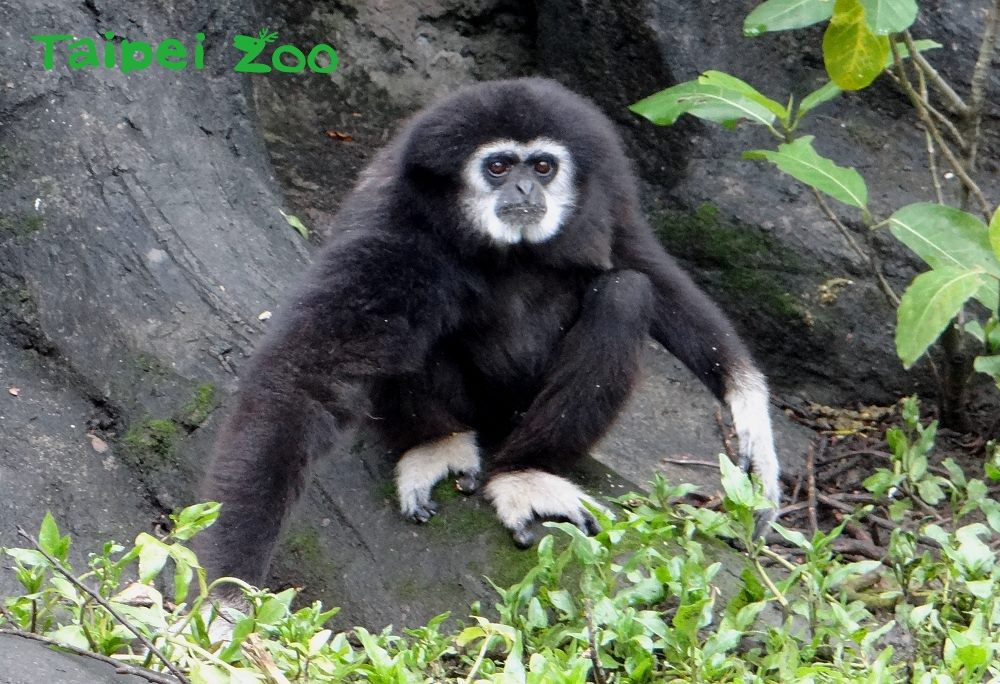 白手長臂猿模範父親,父代母職的爸爸「阿寶」。 圖:台北市動物園提供 白手長臂猿模範父親,父代母職的爸爸「阿寶」。 圖:台北市動物園提供