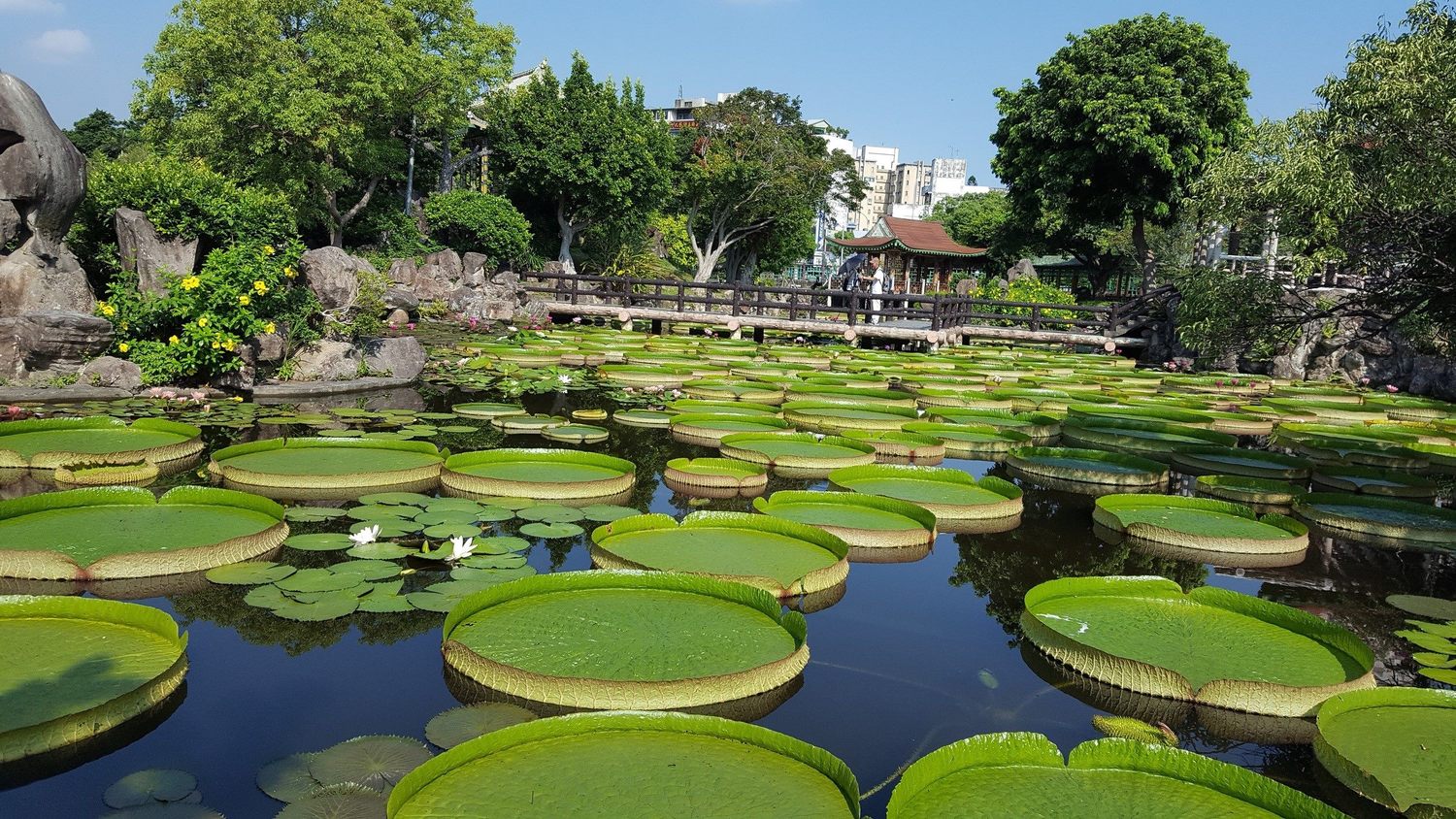 因近年天氣高溫異常,培育大王蓮不易,因此今年「2018雙溪公園大王蓮乘坐活動」將是最後一年舉辦。 圖:台北市工務局提供 因近年天氣高溫異常,培育大王蓮不易,因此今年「2018雙溪公園大王蓮乘坐活動」將是最後一年舉辦。 圖:台北市工務局提供