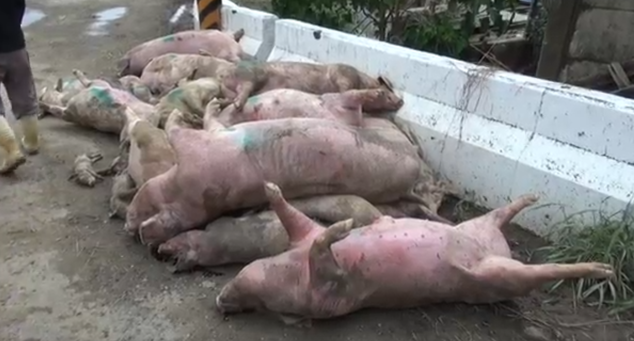 嘉義縣超大豪雨致約4000隻豬淹死,所幸國軍投入救災,包括搬運豬隻屍體與後續消毒工作,避免天災後可能的疫情問題。 嘉義縣超大豪雨致約4000隻豬淹死,所幸國軍投入救災,包括搬運豬隻屍體與後續消毒工作,避免天災後可能的疫情問題。