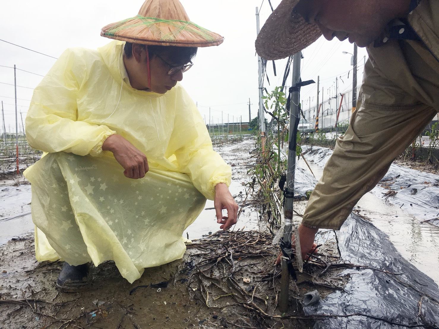 8月27日,陳其邁前往高雄路竹下坑里關心當地番茄園番茄災損情況,協調區公所協助農民加速彙整農損情形。 圖:陳其邁臉書 8月27日,陳其邁前往高雄路竹下坑里關心當地番茄園番茄災損情況,協調區公所協助農民加速彙整農損情形。 圖:陳其邁臉書
