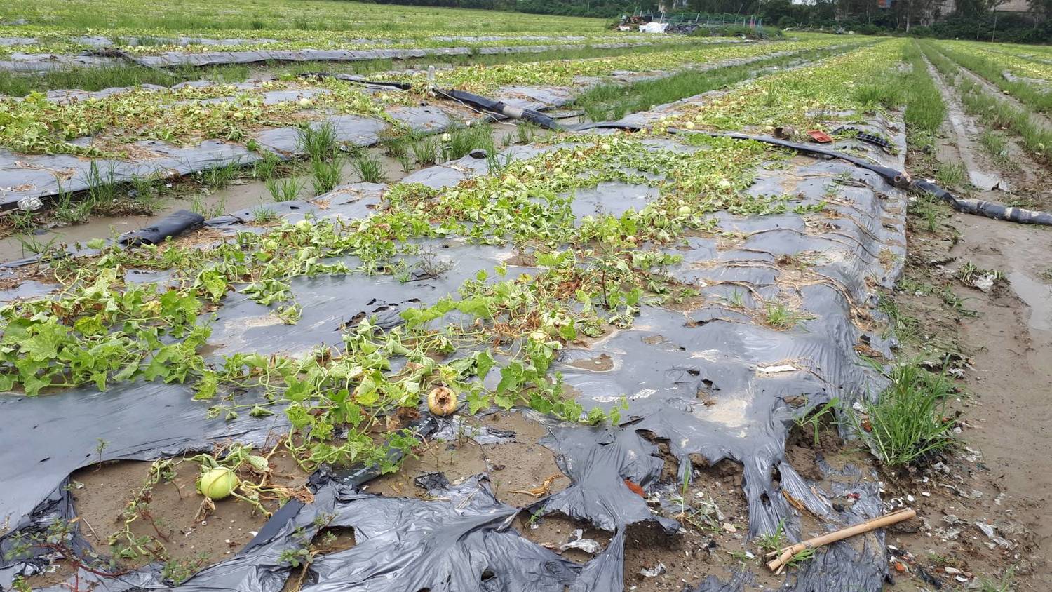 豪雨重創南部,農民損失嚴重。 圖:高雄市政府提供 豪雨重創南部,農民損失嚴重。 圖:高雄市政府提供