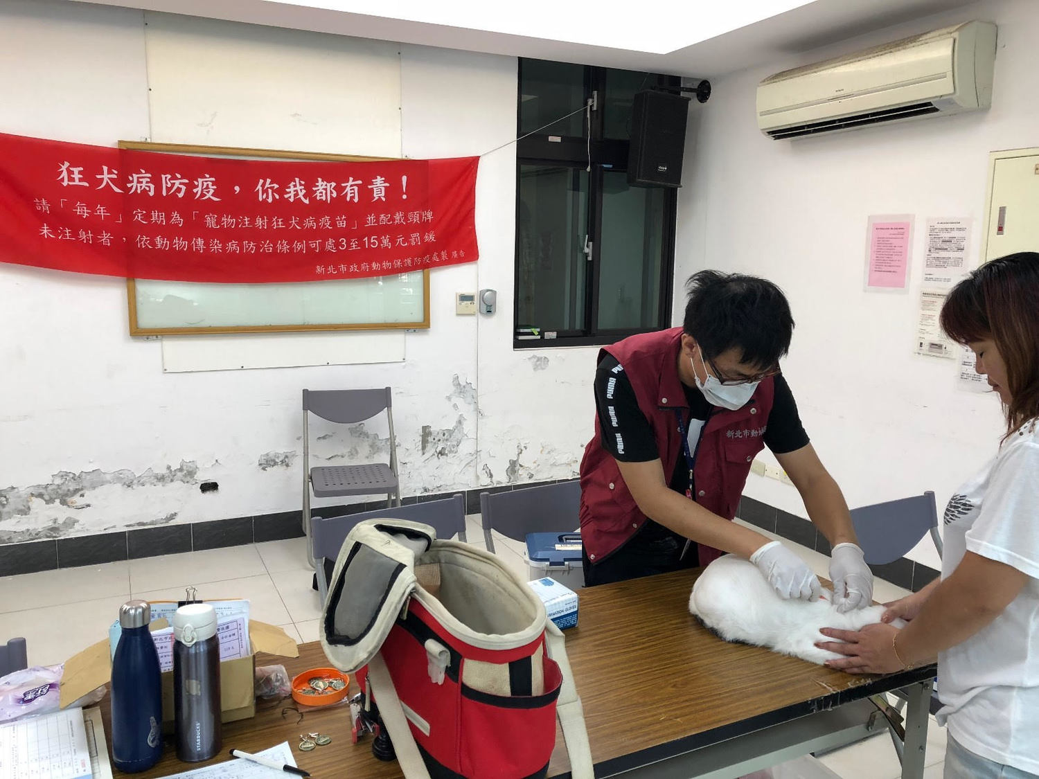 貓咪也能植入晶片做寵物登記。 圖:新北市動保處/提供 貓咪也能植入晶片做寵物登記。 圖:新北市動保處/提供