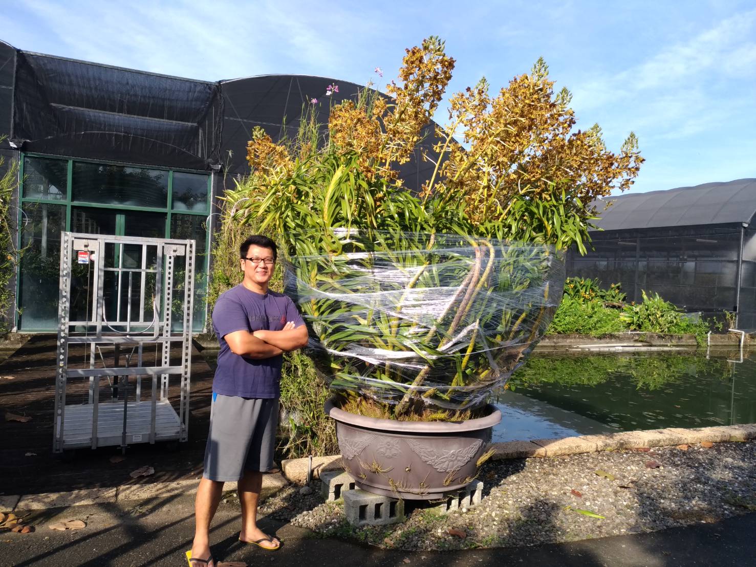 在屏東,準備運往台中花博的巨蘭。 圖:台中市政府/提供 在屏東,準備運往台中花博的巨蘭。 圖:台中市政府/提供
