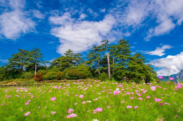 藍天白雲搭配波斯菊花海美麗的景色。 圖:福壽山農場/提供 藍天白雲搭配波斯菊花海美麗的景色。 圖:福壽山農場/提供