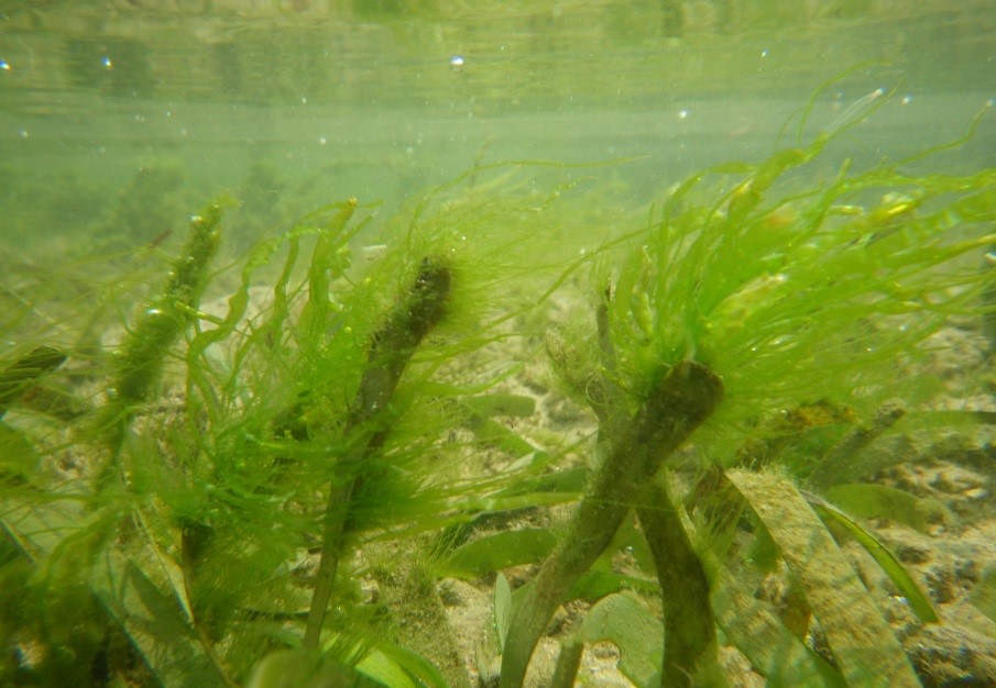 海草葉片上附生藻。 圖:國立中興大學生科系林幸助教授/提供 海草葉片上附生藻。 圖:國立中興大學生科系林幸助教授/提供