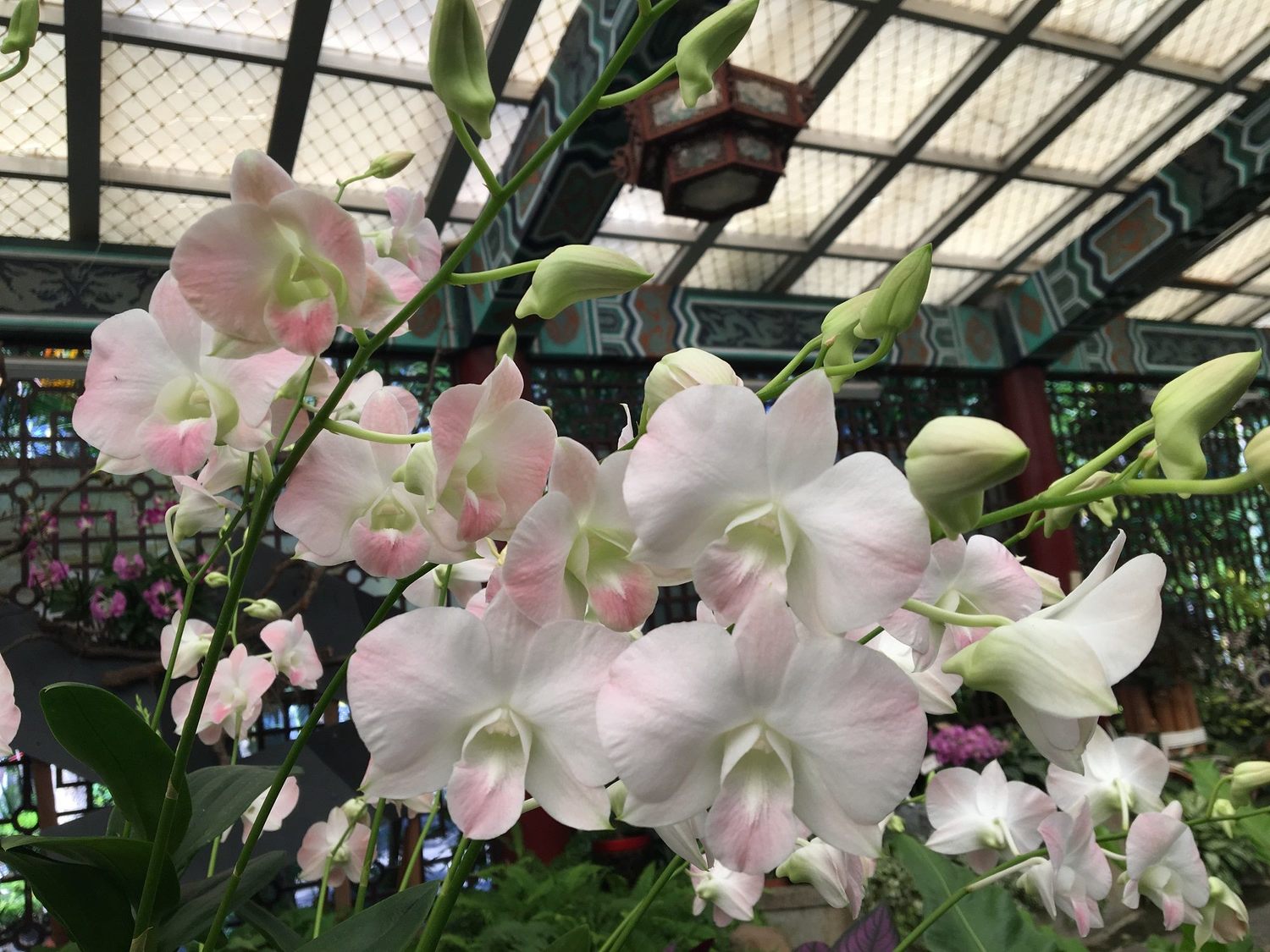 花瓣中帶點粉色的粉白兔石斛蘭,模樣十分討喜。 圖:臺北市政府工務局公園路燈工程管理處/提供 花瓣中帶點粉色的粉白兔石斛蘭,模樣十分討喜。 圖:臺北市政府工務局公園路燈工程管理處/提供