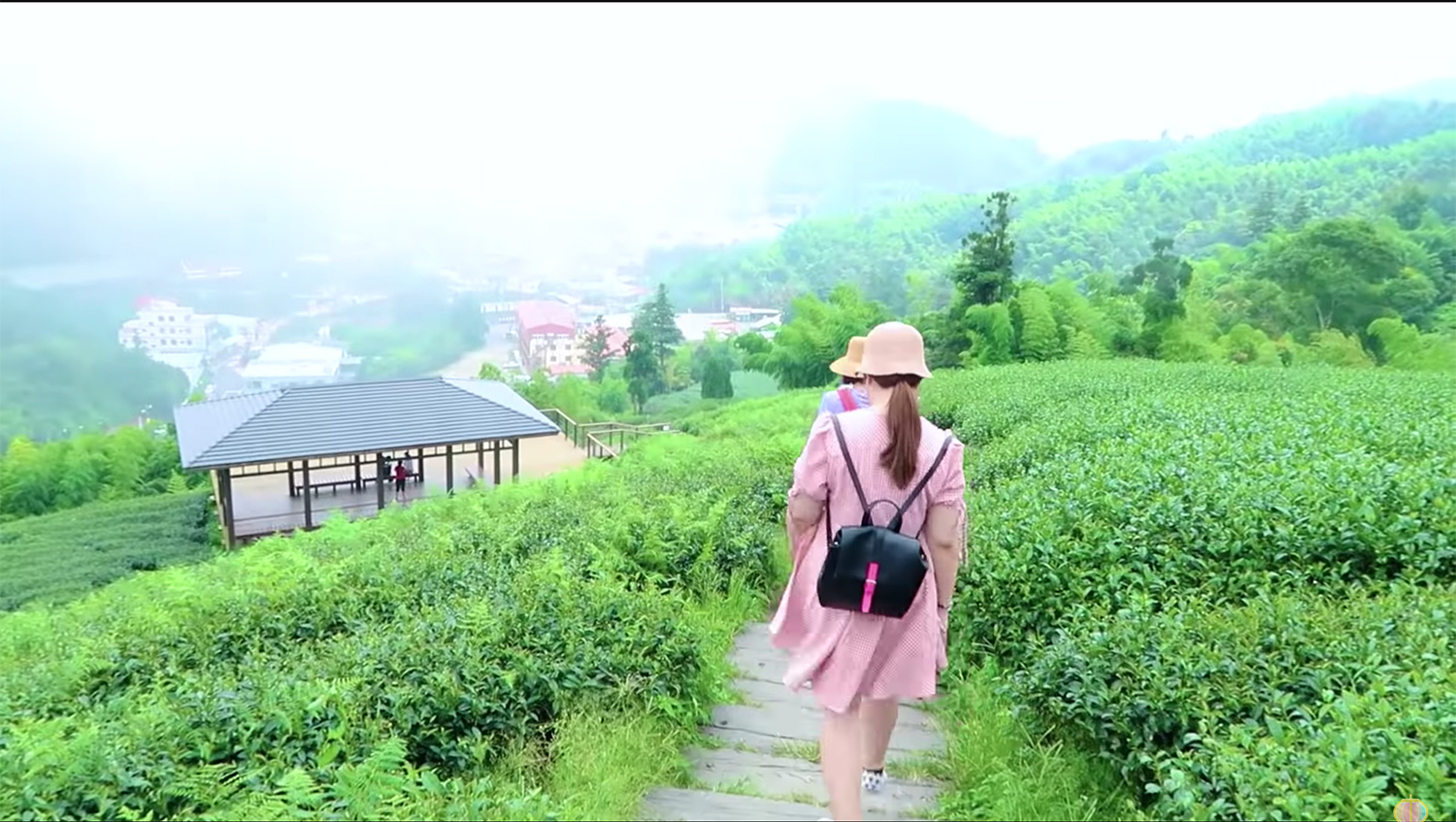 嘉義縣梅山鄉雲之南道的茶樹景色。 嘉義縣梅山鄉雲之南道的茶樹景色。