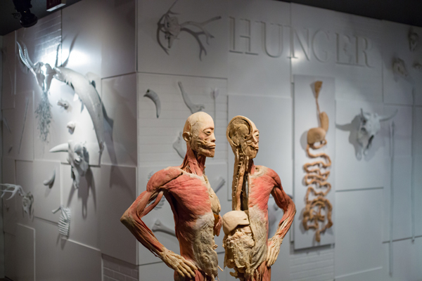 全世界巡迴展出的「真實人體展」,被爆標本來源來自中國死囚,引起爭議,目前在瑞士洛桑市展覽喊卡。 圖:翻攝「真實人體展」官網 全世界巡迴展出的「真實人體展」,被爆標本來源來自中國死囚,引起爭議,目前在瑞士洛桑市展覽喊卡。 圖:翻攝「真實人體展」官網