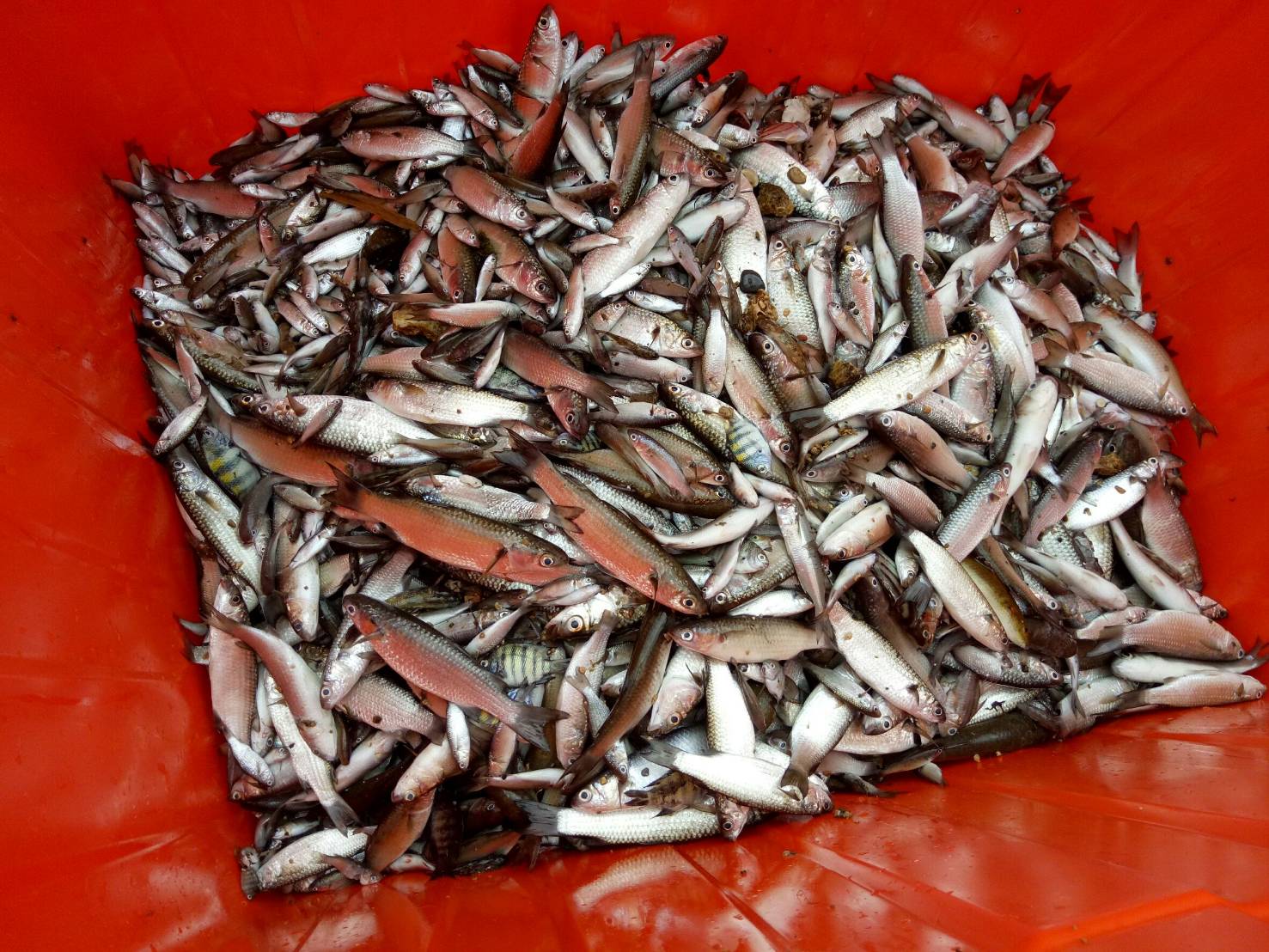 暴斃的魚體。 圖 : 基隆市政府/提供 暴斃的魚體。 圖 : 基隆市政府/提供