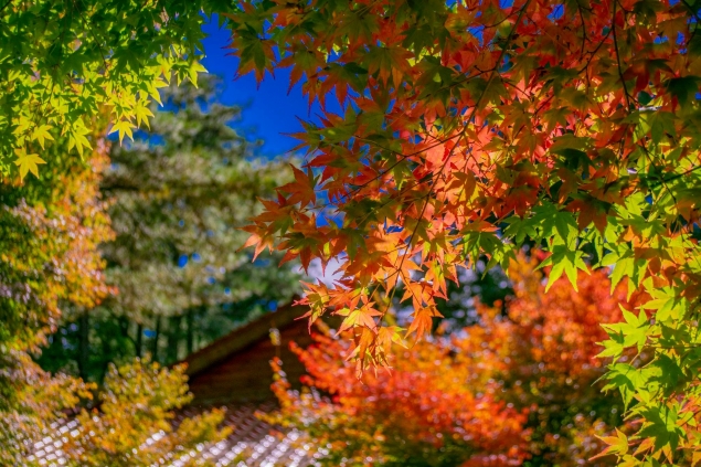 松廬的楓紅是慢慢紅,所以可以同時看到紅的、黃的、橙的、紫的、綠的,五彩繽紛的楓葉。 圖:福壽山農場/提供 松廬的楓紅是慢慢紅,所以可以同時看到紅的、黃的、橙的、紫的、綠的,五彩繽紛的楓葉。 圖:福壽山農場/提供