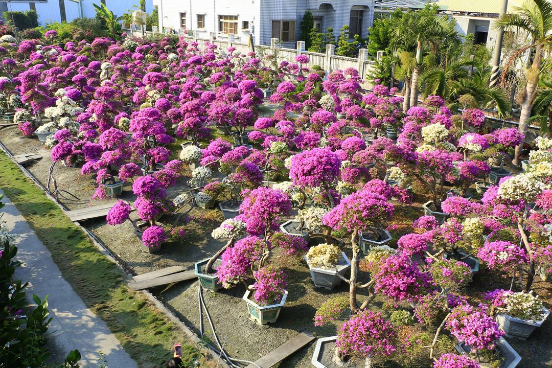 輝豐園藝九重葛花海。 圖:截自輝豐園藝臉書 輝豐園藝九重葛花海。 圖:截自輝豐園藝臉書