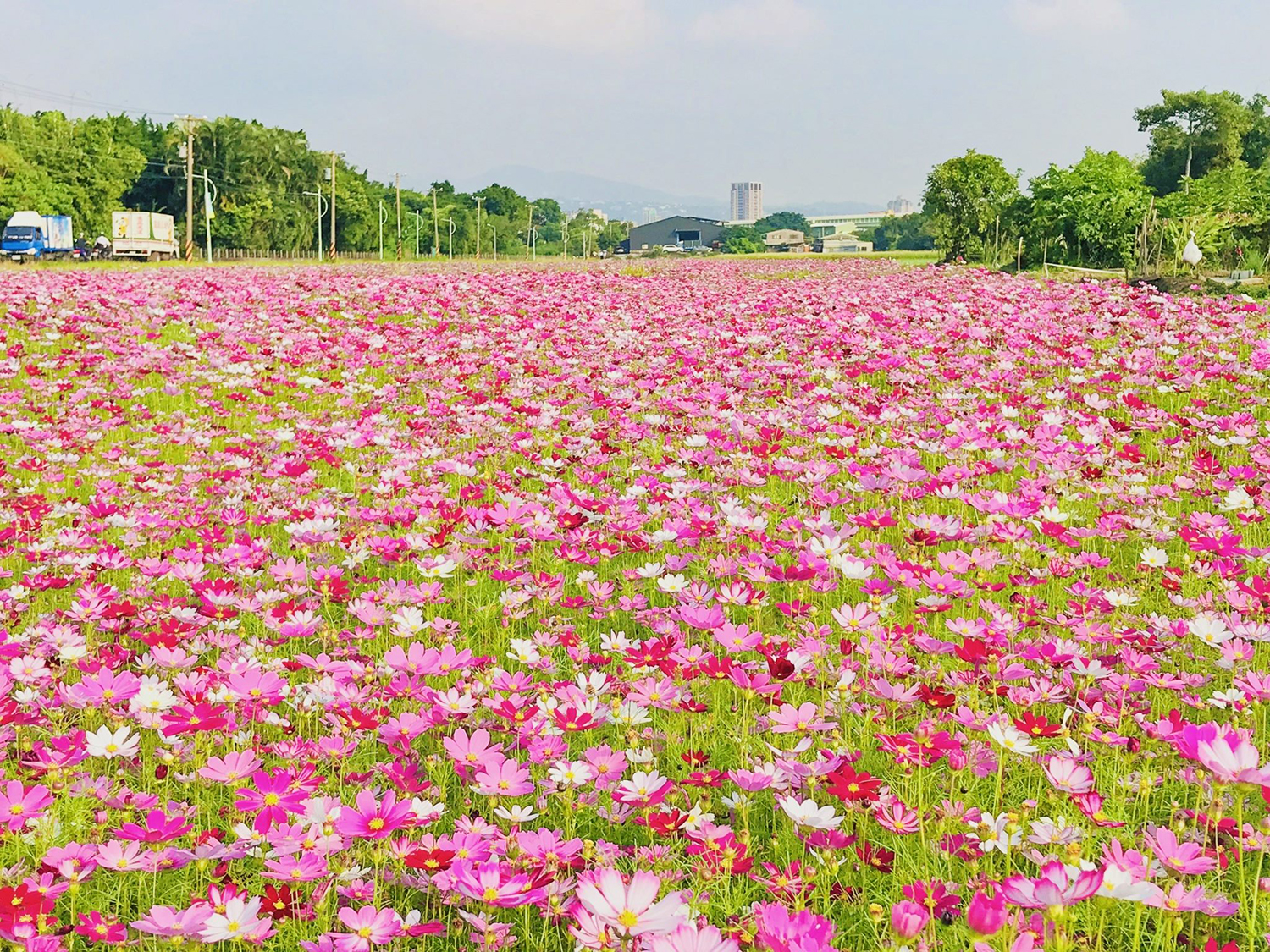 關渡平原花海。 圖:台北市政府工務局/提供 關渡平原花海。 圖:台北市政府工務局/提供