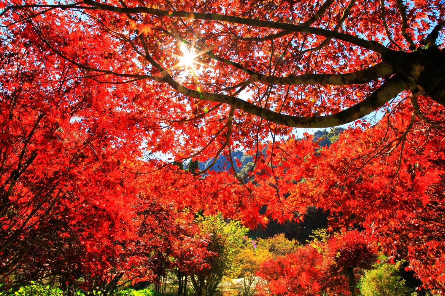 杉林溪森林生態園區內的紅楓。 圖:截自愛上杉林溪粉絲專頁 杉林溪森林生態園區內的紅楓。 圖:截自愛上杉林溪粉絲專頁
