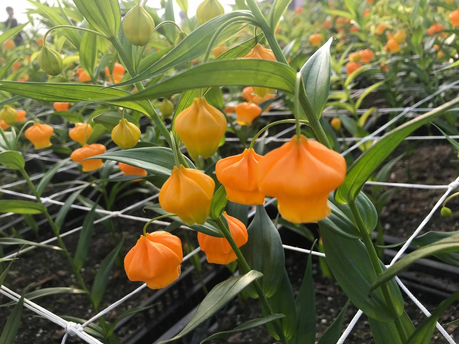 中社觀光花市的宮燈百合。 圖:截自中社觀光花市臉書 中社觀光花市的宮燈百合。 圖:截自中社觀光花市臉書