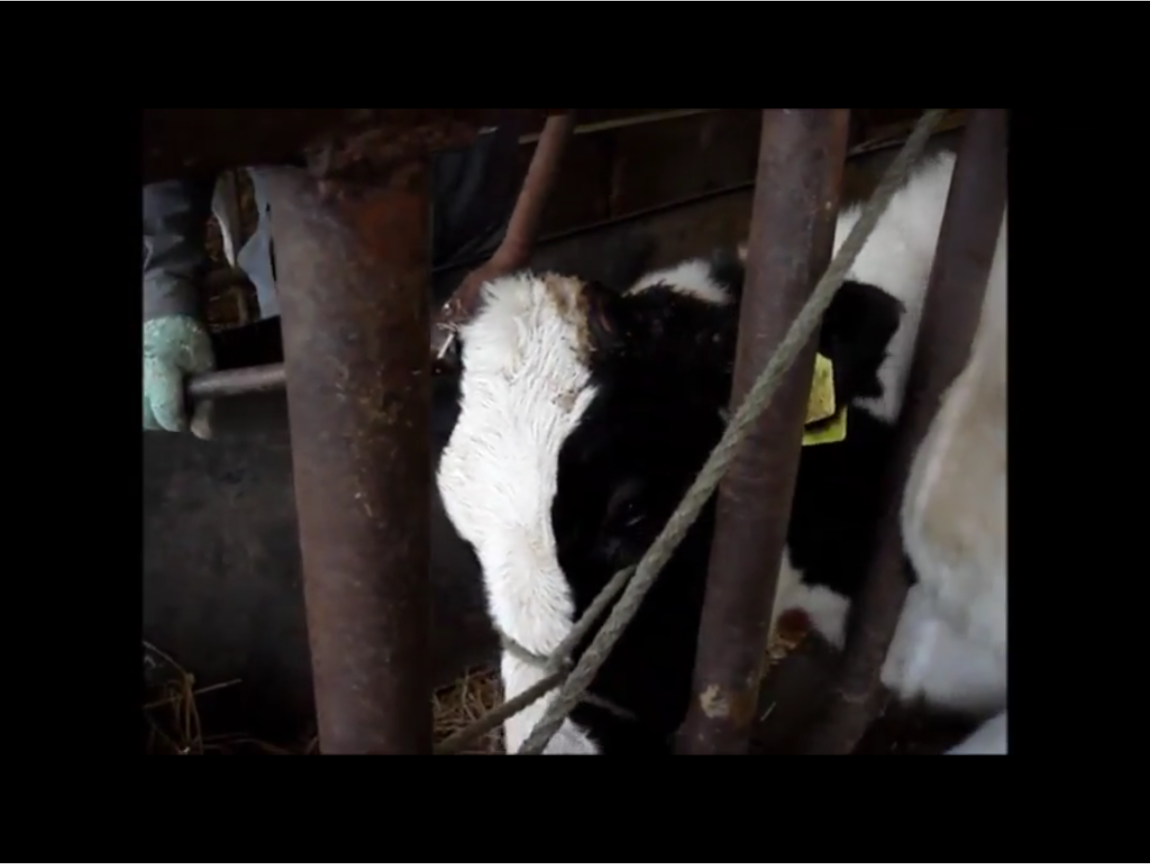瑞士乳牛是國家象徵,吸引許多觀光客。全國有3/4乳牛遭除去牛角,或基因改造成無角牛。 圖:翻攝自Youtube 瑞士乳牛是國家象徵,吸引許多觀光客。全國有3/4乳牛遭除去牛角,或基因改造成無角牛。 圖:翻攝自Youtube