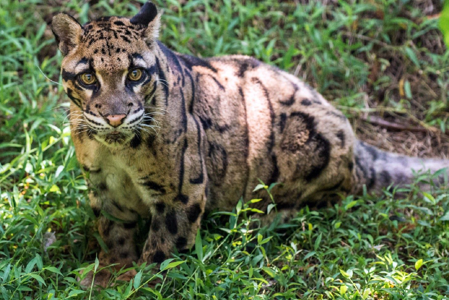 雲豹奶奶「雲新」美麗的身影。 圖:台北市立動物園/提供 雲豹奶奶「雲新」美麗的身影。 圖:台北市立動物園/提供