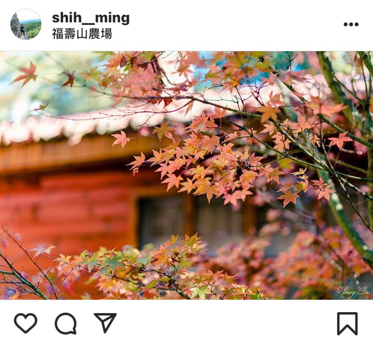 「福壽山農場」的楓葉十分美麗。 圖:翻攝自instrgram/shih__ming 開放權限 「福壽山農場」的楓葉十分美麗。 圖:翻攝自instrgram/shih__ming 開放權限