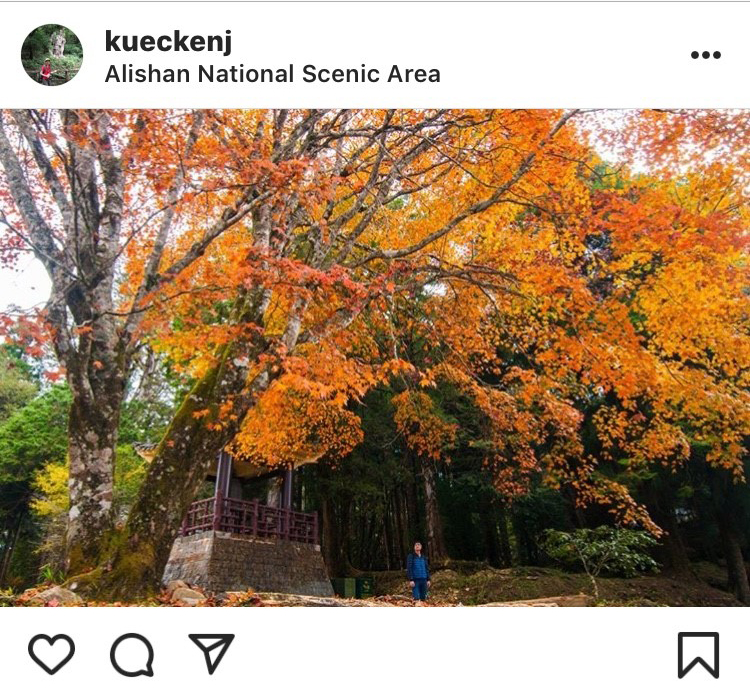 「阿里山森林遊樂區」不只可以看神木,也能賞楓葉。 圖:翻攝自instrgram/kueckenj 開放權限 「阿里山森林遊樂區」不只可以看神木,也能賞楓葉。 圖:翻攝自instrgram/kueckenj 開放權限