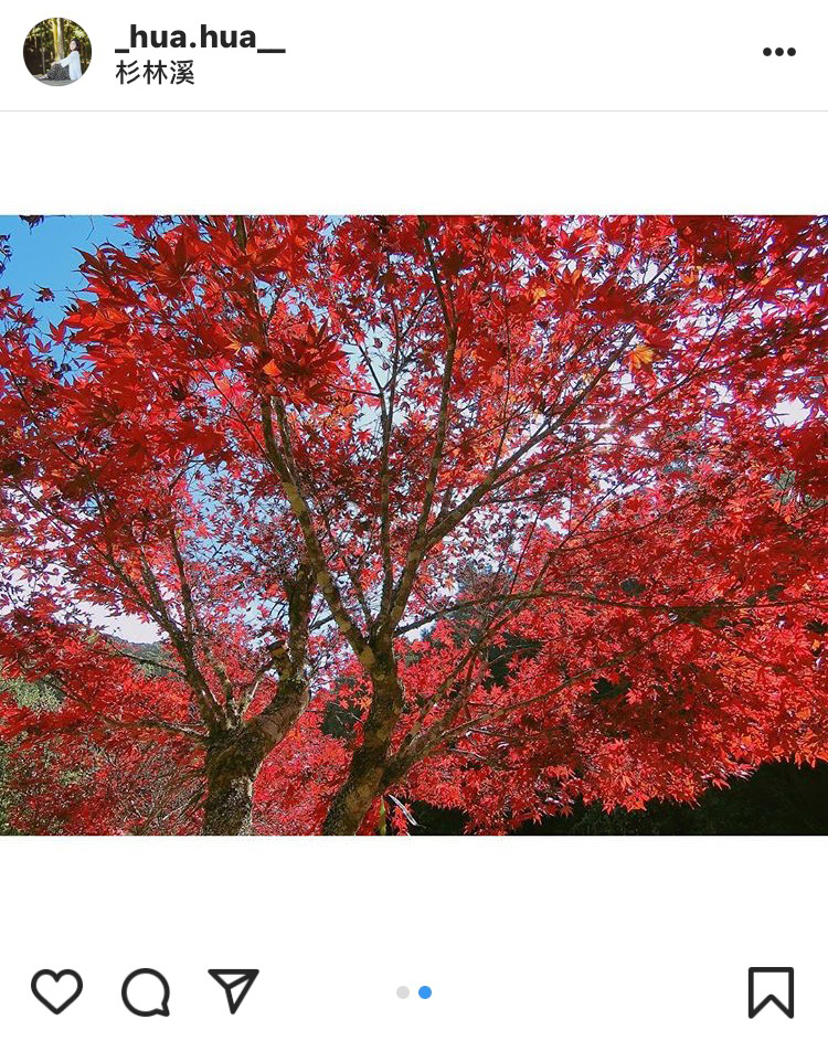 「杉林溪森林遊樂園區」的楓紅,拍起來的效果十分吸睛。 圖:翻攝自instrgram/_hua.hua__ 開放權限 「杉林溪森林遊樂園區」的楓紅,拍起來的效果十分吸睛。 圖:翻攝自instrgram/_hua.hua__ 開放權限