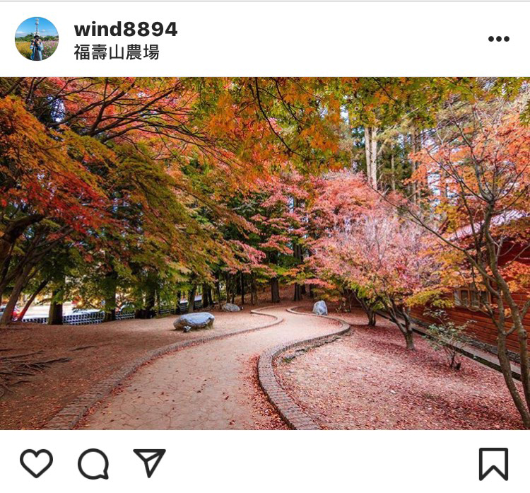 走在「福壽山農場」的楓葉小徑,令人感到心曠神怡。 圖:翻攝自instrgram/wind8894 開放權限 走在「福壽山農場」的楓葉小徑,令人感到心曠神怡。 圖:翻攝自instrgram/wind8894 開放權限