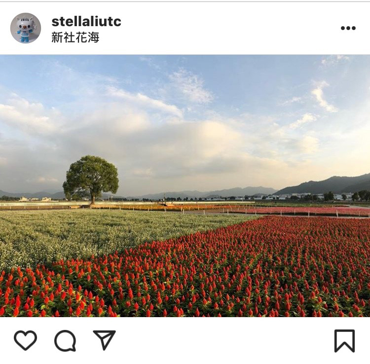 台中新社花海是每年秋冬盛大的活動之一。 圖:翻攝自instagram stellaliutc/開放權限 台中新社花海是每年秋冬盛大的活動之一。 圖:翻攝自instagram stellaliutc/開放權限