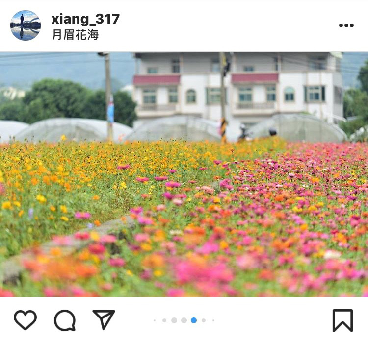 桃園大溪色彩豐富的月眉花海,也很好拍。 圖:翻攝自instagram xiang_317/開放權限 桃園大溪色彩豐富的月眉花海,也很好拍。 圖:翻攝自instagram xiang_317/開放權限