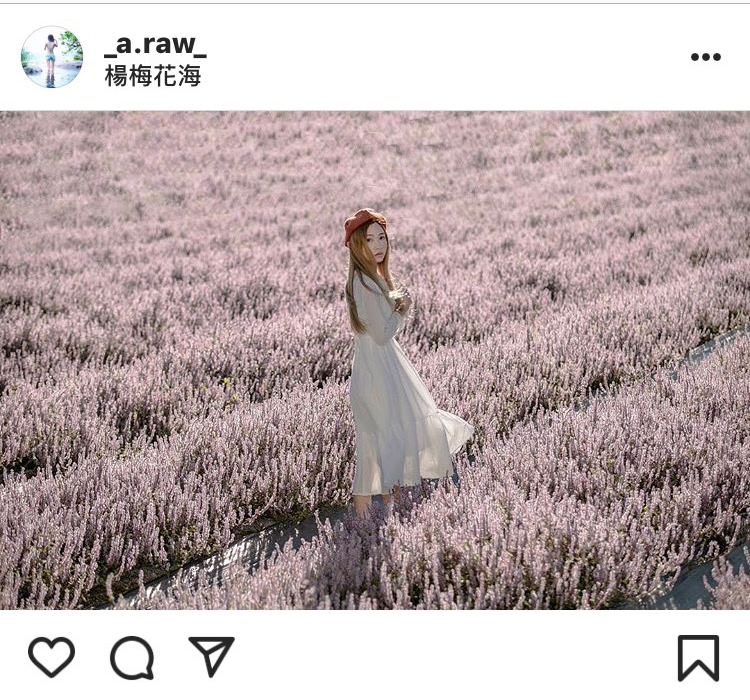 恰似普羅旺斯美景的桃園楊梅仙草花海,吸引許多民眾前往拍美照。 圖:翻攝自instagram _a.raw_/開放權限 恰似普羅旺斯美景的桃園楊梅仙草花海,吸引許多民眾前往拍美照。 圖:翻攝自instagram _a.raw_/開放權限