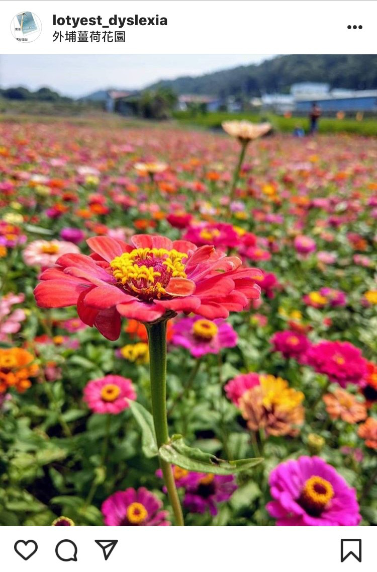 外埔薑荷花園的花海,近期成為熱門的打卡景點。 圖:翻攝自instagram lotyest_dyslexia/開放權限 外埔薑荷花園的花海,近期成為熱門的打卡景點。 圖:翻攝自instagram lotyest_dyslexia/開放權限